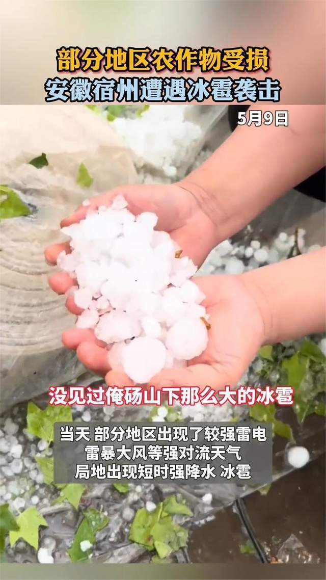 安徽宿州遭遇冰雹襲擊 麥田受損農(nóng)民心痛