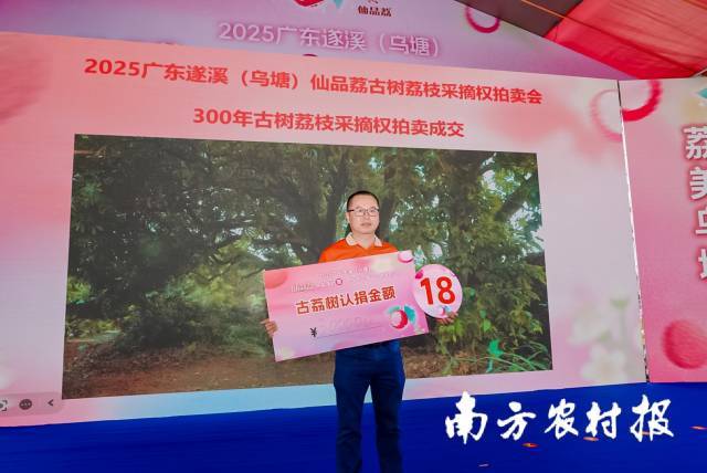 千年荔枝樹采摘權(quán)拍出170萬 古樹文化與商業(yè)價(jià)值融合