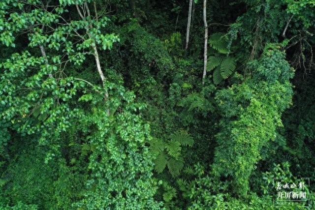 云南普洱发现罕见“活化石”群 超3000株桫椤现身（男子吃冰西瓜被送进ICU12