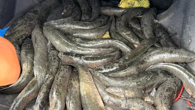 男子徒手抓黑鱼扔路边，黑鱼为何主动离开水体？淡水特种兵如何陆地求生