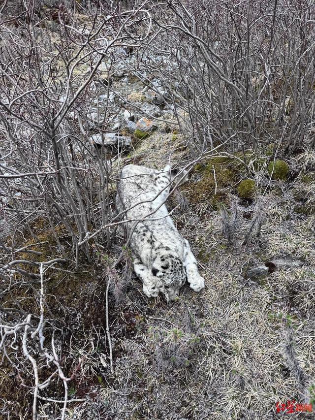 青海湖附近發(fā)現(xiàn)雪豹尸體 志愿者意外發(fā)現(xiàn)引發(fā)關(guān)注