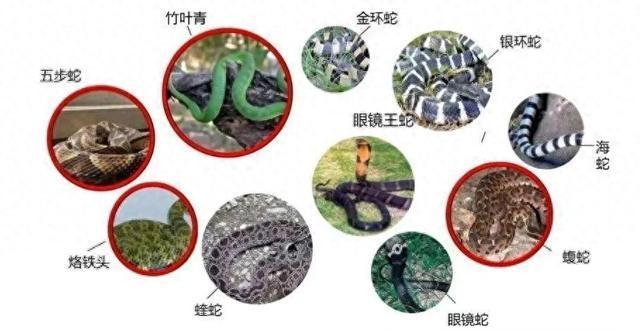 国内每年超20万人被蛇咬伤