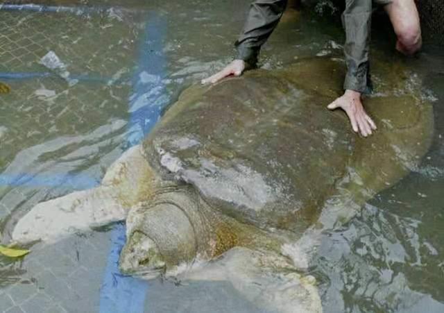浙江發(fā)現(xiàn)一只大型野生黿 珍稀物種再現(xiàn)引發(fā)關(guān)注