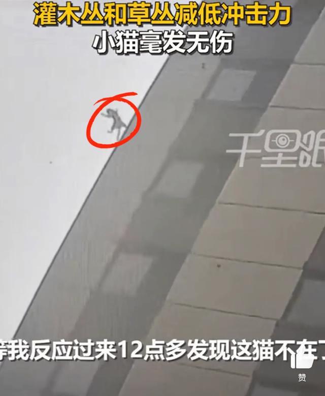 猫咪从16楼意外坠落后毫发无损 灌木丛成救命缓冲