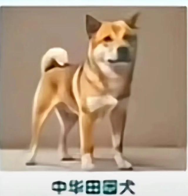 中華田園犬為何是禁養(yǎng)犬 多地政策調整引發(fā)熱議