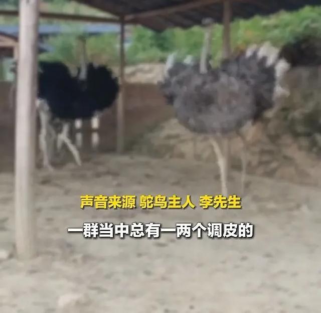 男子撫摸自家鴕鳥被踢開 調(diào)皮大鳥惹怒主人