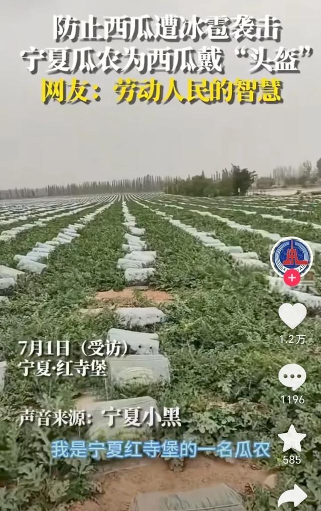 起猛了看到西瓜戴頭盔了