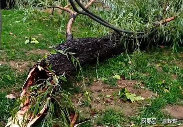 济南大明湖景区部分树木倒伏 暴雨突袭泉城