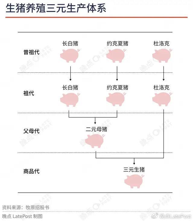 后豬周期時(shí)代,，牧原,、溫氏、新希望的日子就會(huì)好過嗎,？ 投資價(jià)值分化顯現(xiàn)
