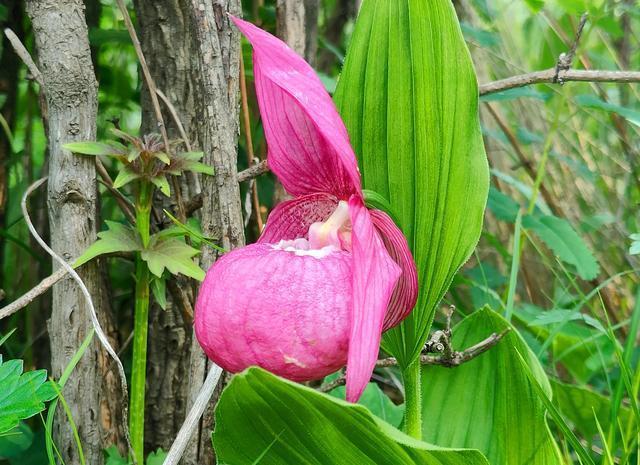 赤峰发现罕见花朵大花杓兰