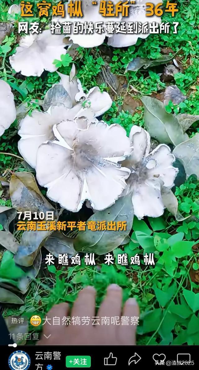 云南這個派出所連續(xù)36年長出雞樅