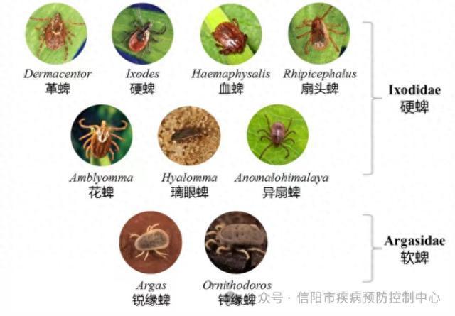 網(wǎng)友稱親屬被蜱蟲叮后進(jìn)ICU