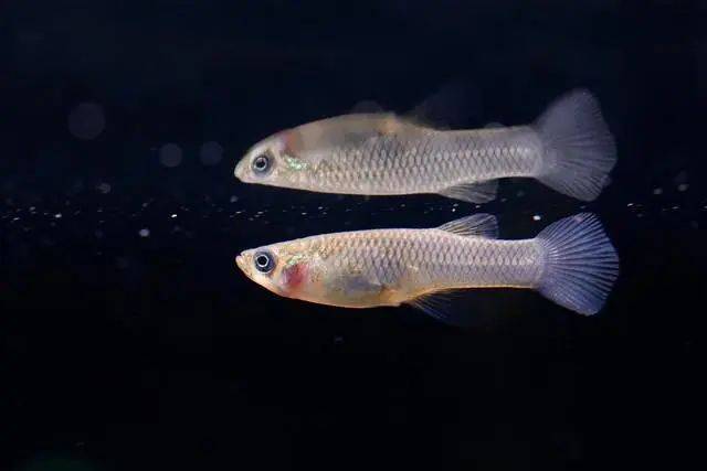 佛山5200只“灭蚊鱼”1天灭蚊438只 生物防治引热议