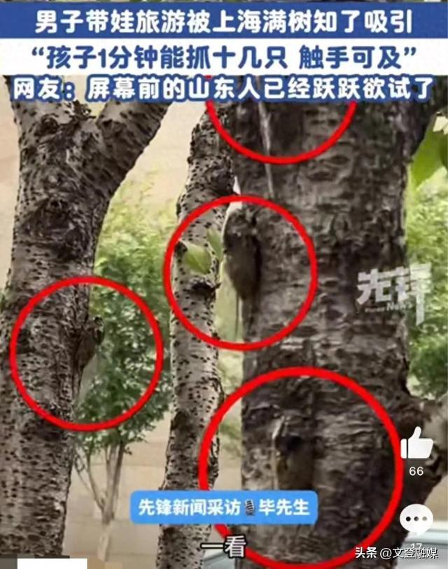 山东父子在上海抓知了降维打击 轻松捕获无难度
