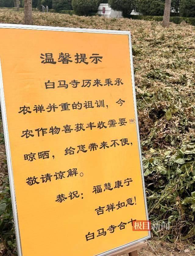实探白马寺：有免费茶水 闲地种玉米 农禅并重传祖训