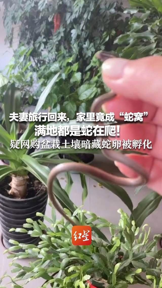 夫妻旅行回来 家里竟成“蛇窝”