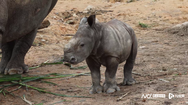 廣東清遠長隆白犀牛家族再添新丁 兩只幼崽健康成長