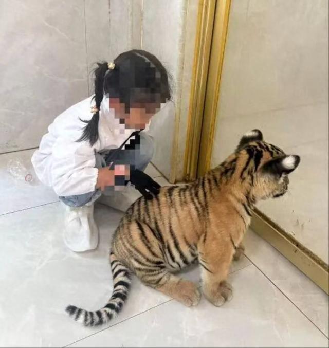 景区通报7岁女童被小老虎咬伤 游客情况稳定已返程