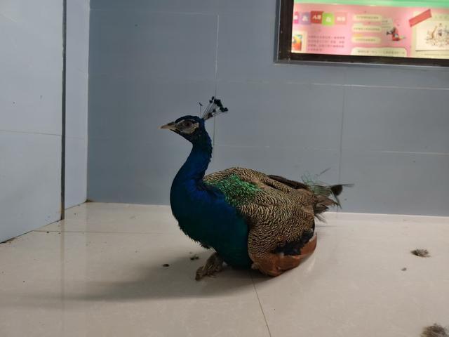 市民买下商场宠物乐园孔雀送医救治 爱心行为获赞