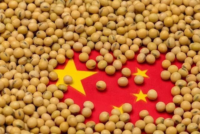 专家：中国停购美大豆是合理反制 中美“大豆战争”打响