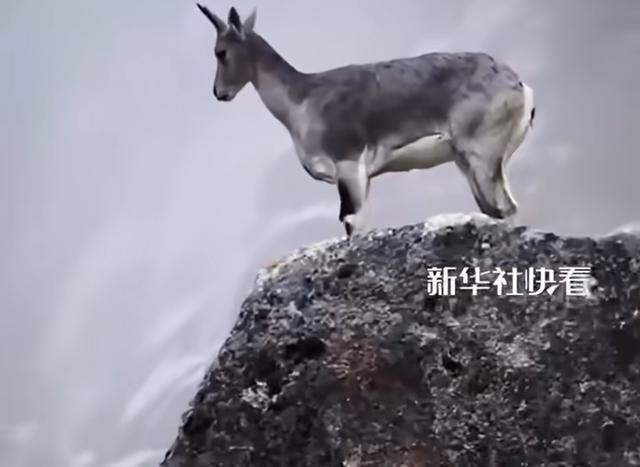 网友雨中邂逅“山中精灵”！