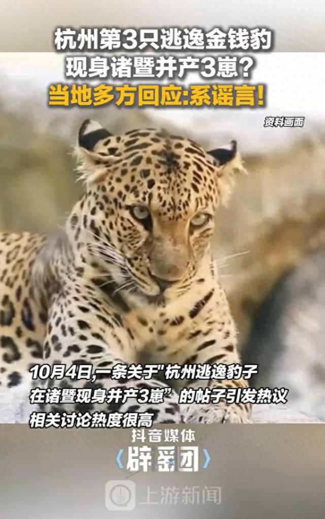 杭州逃逸金钱豹现身产3崽？谣言 官方辟谣未发现豹子