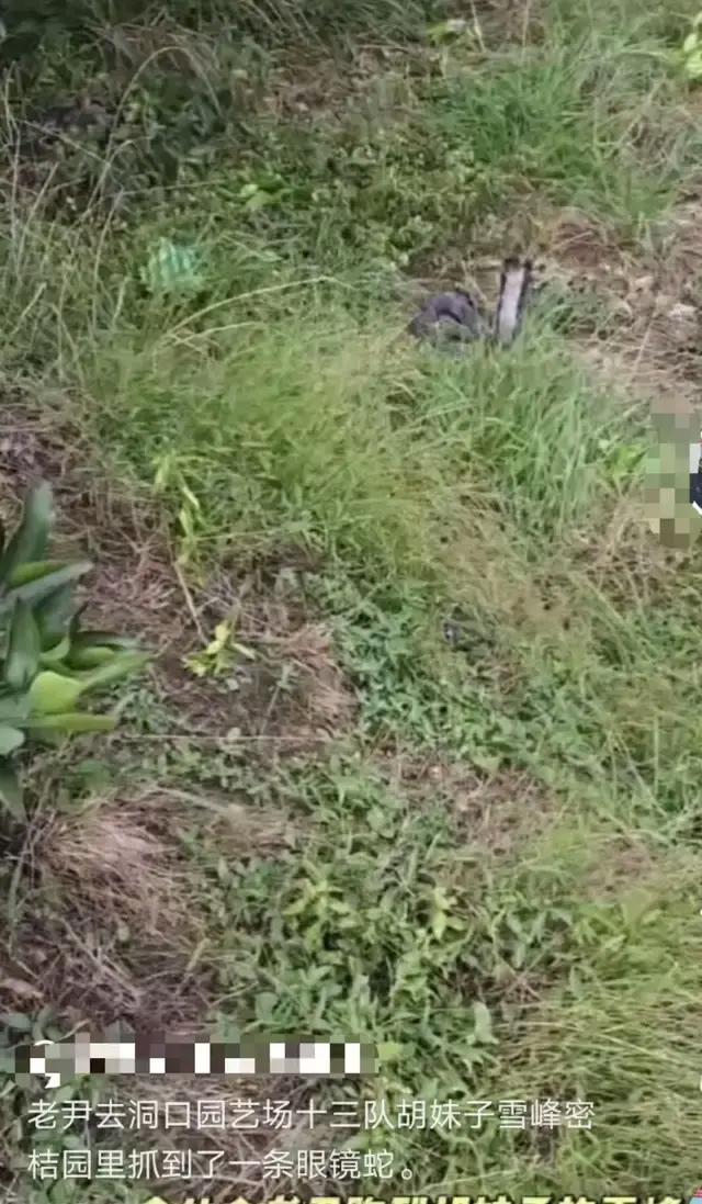 男子直播挖蛇被咬 去医院后失联 嫌血清贵独自离开