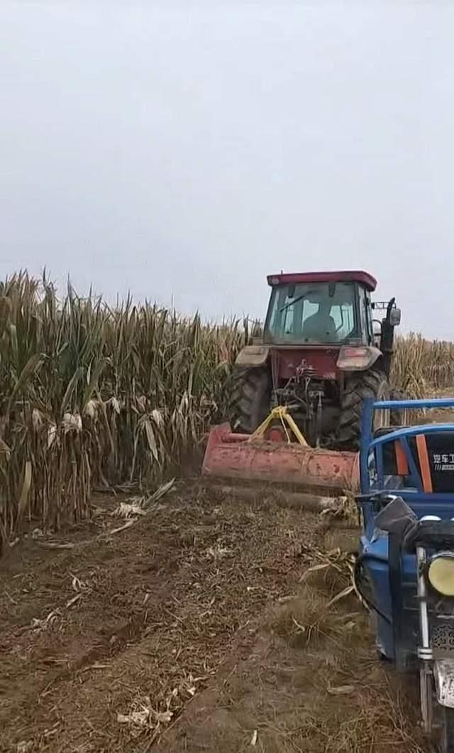 农民突发脑溢血 上百村民帮忙收玉米 乡亲互帮互助暖人心