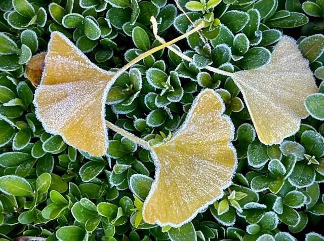 今年是百年一遇的