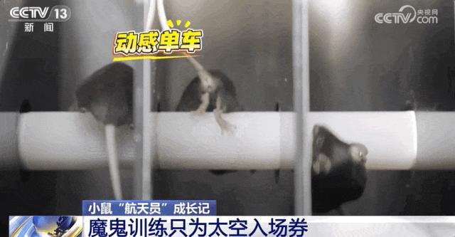 鼠鼠我啊要上天了