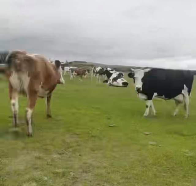 牧场54头牛被偷 偷牛者发自拍宣传