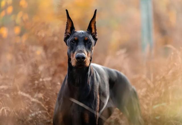 8场1球！1.5亿欧伊萨克频遭示寂挟制 花3万镑买条狗帮他看家 巨星安全引怜惜