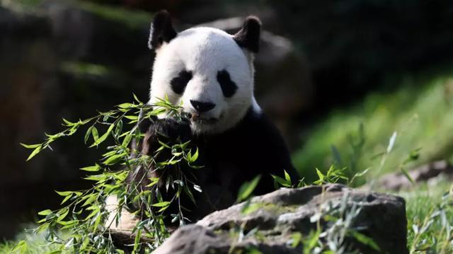 马克龙政府摇摇欲坠 揣G7邀请函急扑中国 政坛生存焦虑凸显