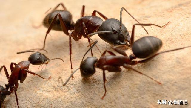 研究表明生病的螞蟻會(huì)主動(dòng)求死 蟻群防疫的智慧