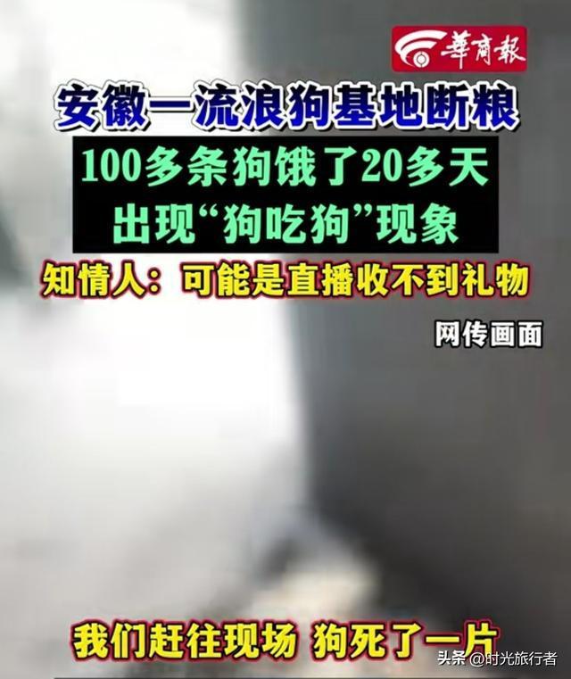 一流浪狗基地現(xiàn)狗吃狗現(xiàn)象 斷糧20多天引發(fā)悲劇