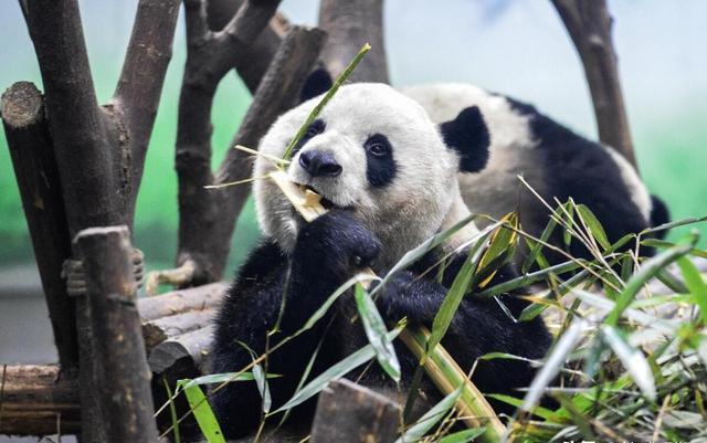 大熊猫珍珍一家的“熊斗”日常 萌态背后的生存智慧
