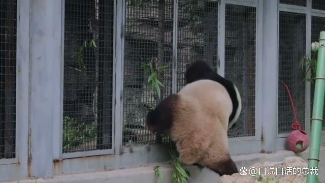 大熊猫珍珍一家的“熊斗”日常 萌态背后的生存智慧