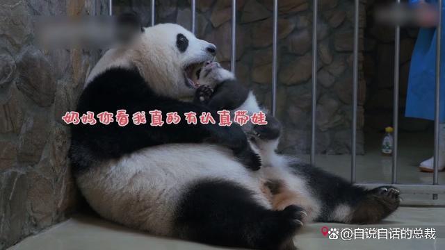 大熊猫珍珍一家的“熊斗”日常 萌态背后的生存智慧