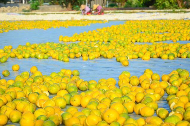 乱象曝光后如何理性认识新会陈皮 辨别真伪与合理选购