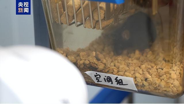 “太空小鼠”出差归来，成功产下幼仔 科研新突破