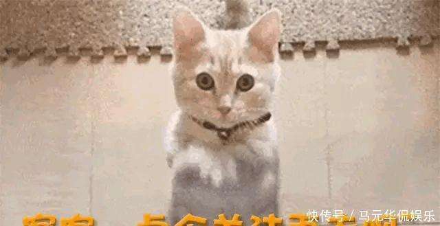 王安宇狂流官宣 小饱饱不测走红