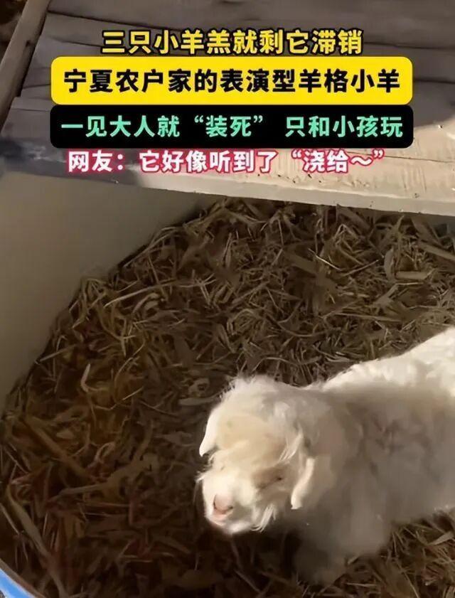 装死小羊身价飙升