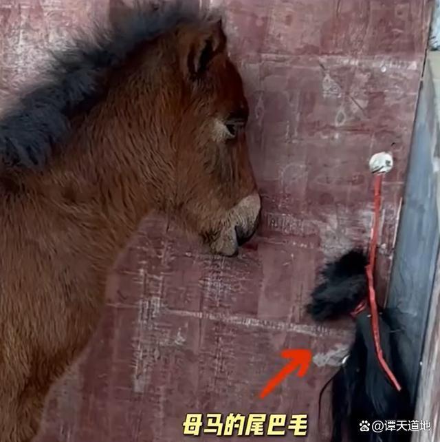 你被动物护崽行为感动过吗 无声的爱与守护