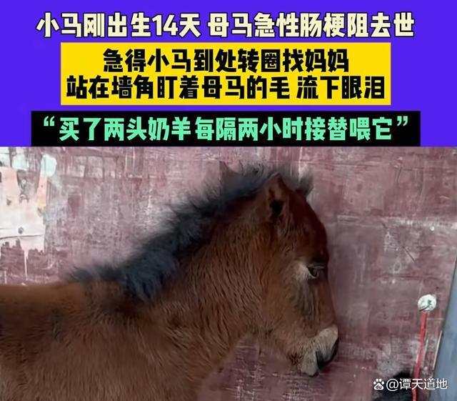 你被动物护崽行为感动过吗