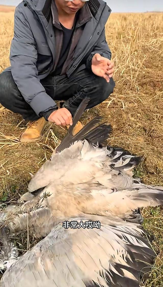 博主称鄱阳湖疑发现20多处毒稻谷点 珍稀候鸟接连倒下