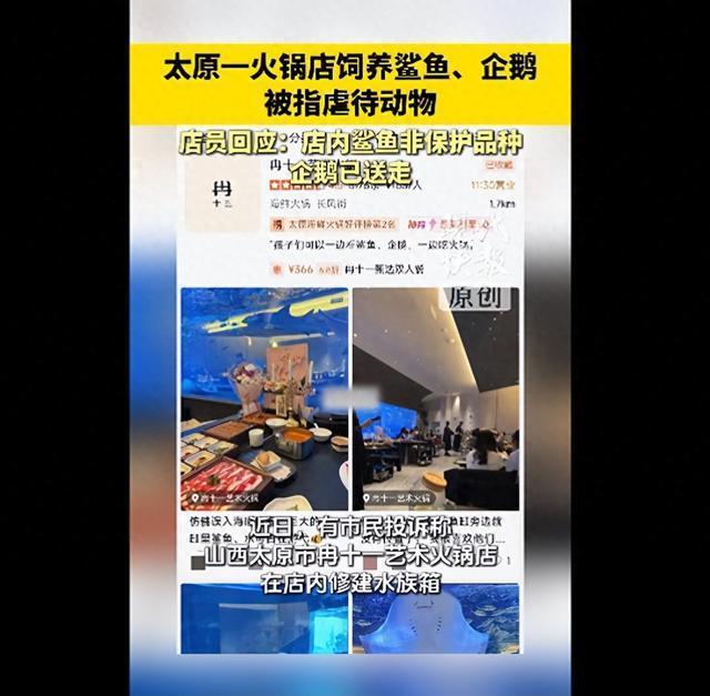 火锅店饲养企鹅鲨鱼被指虐待动物