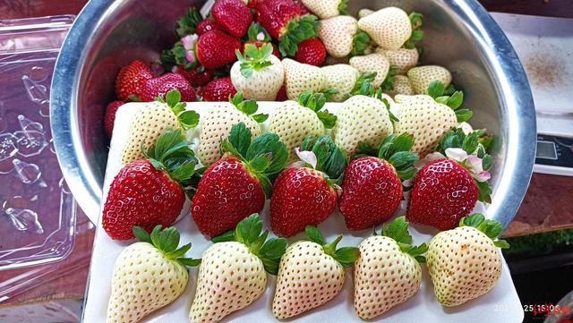 百元一斤的黑草莓陷两极争议 网友:消费升级不是为溢价买单!