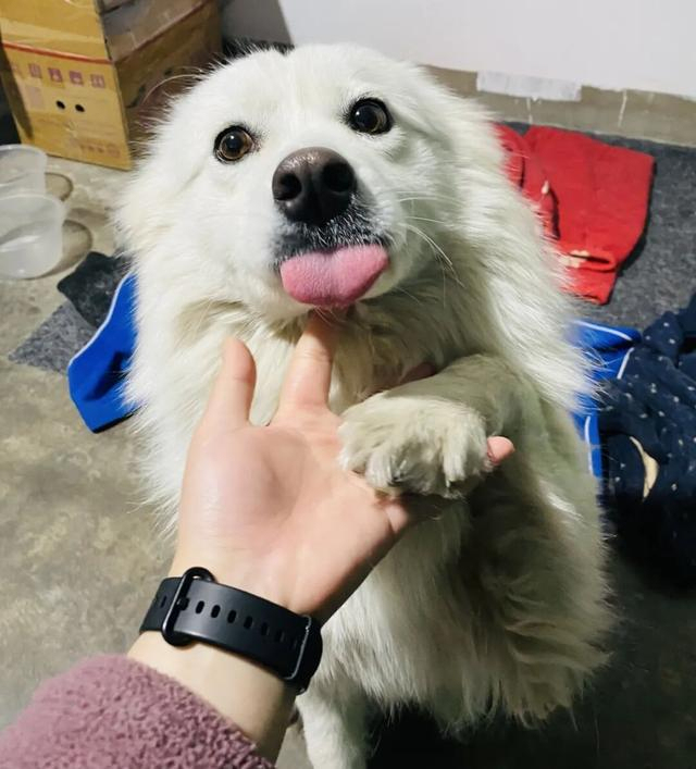 律师解读两小孩玩烟花致小狗被烧死 宠物悲剧引发热议