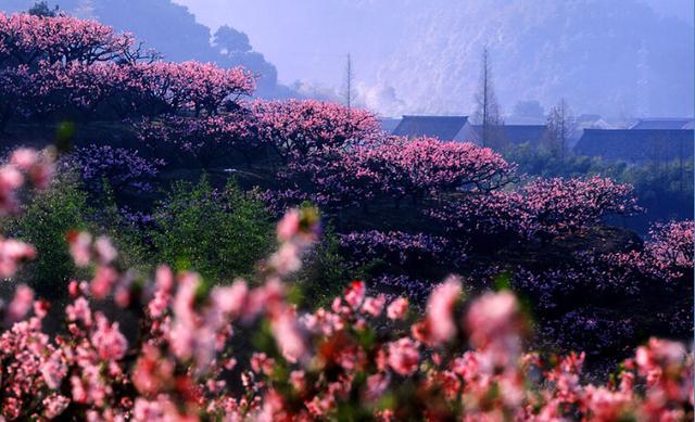 春日花海超治愈 花瓣如雨落肩头