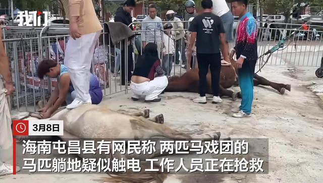 多方回应马戏团2匹马倒地